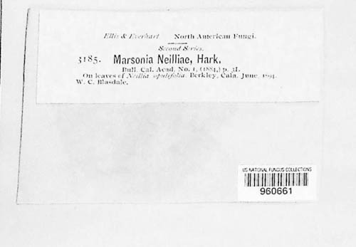 Marssonina neilliae image
